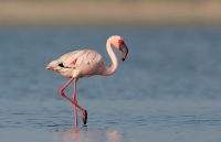 Swakopmund Salt Works